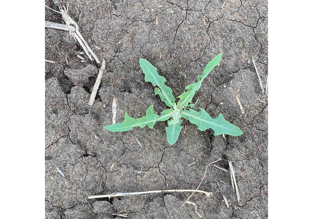 Латук татарский