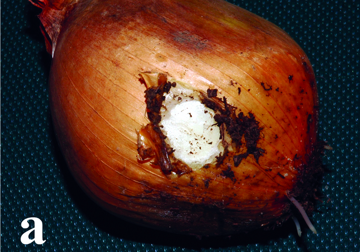 Медведка обыкновенная