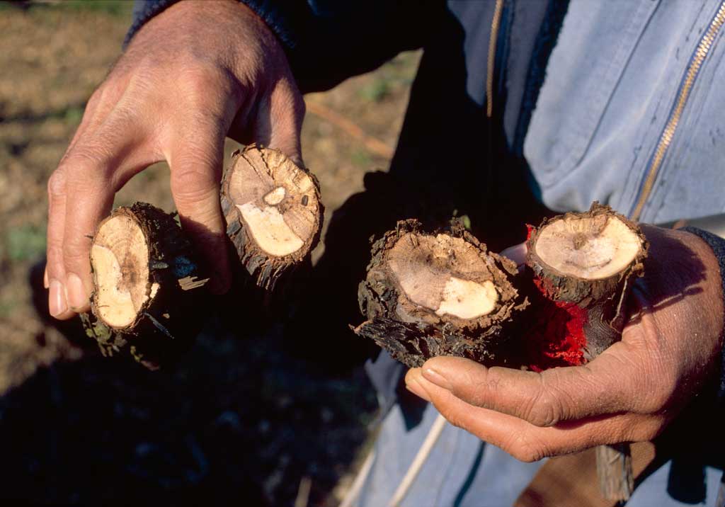 Эутипоз (сухорукавность)