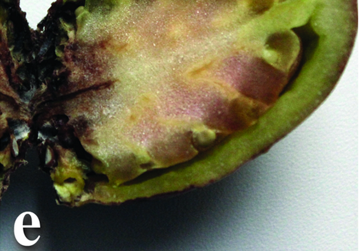 Фитофтороз паслёновых