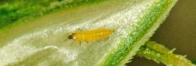 Желтая злаковая галлица