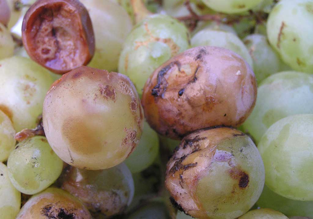 Мокрая гниль винограда