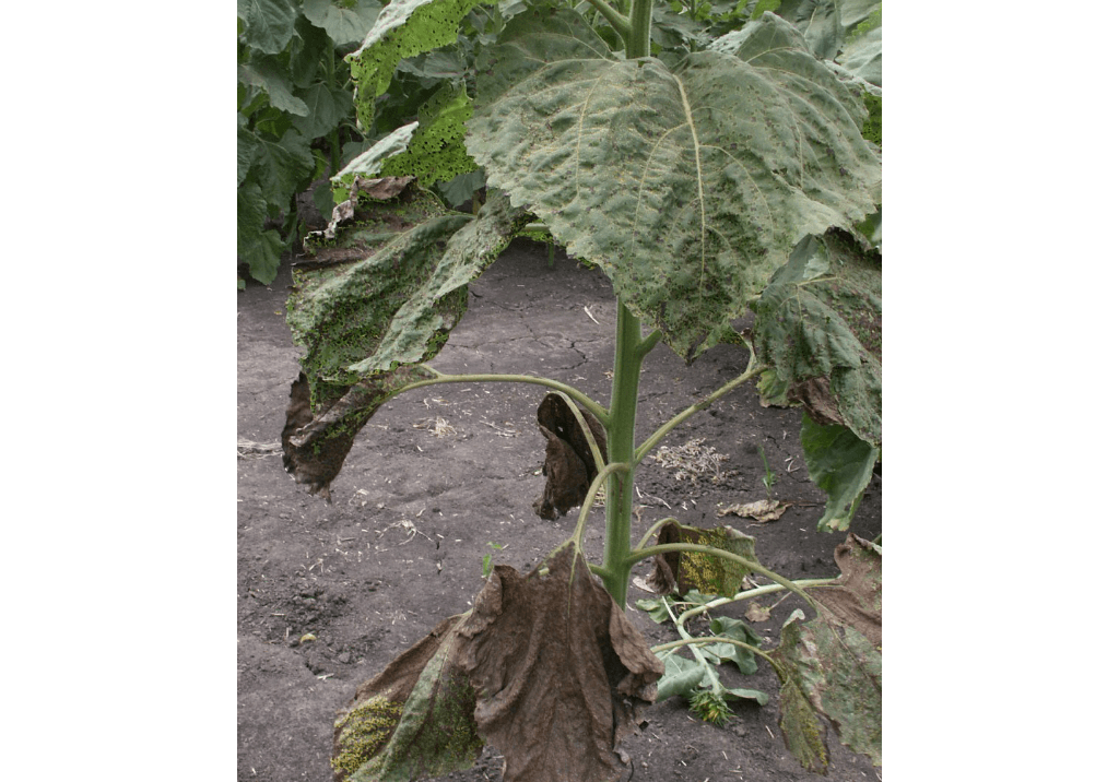 Септориоз (бурая пятнистость) подсолнечника