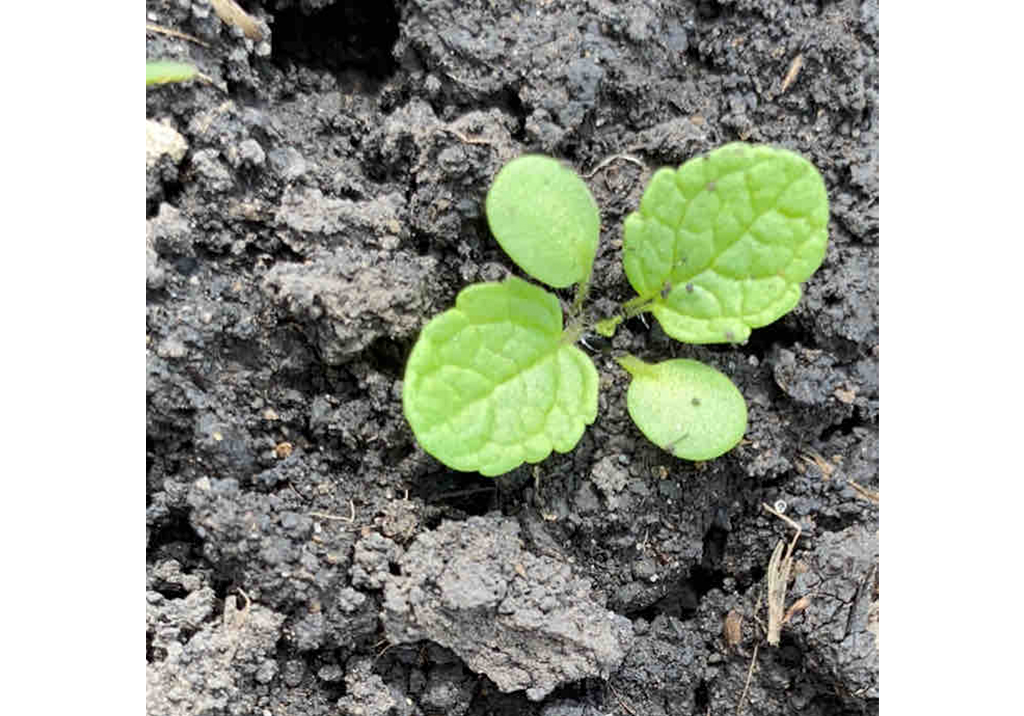 Яснотка пурпурная