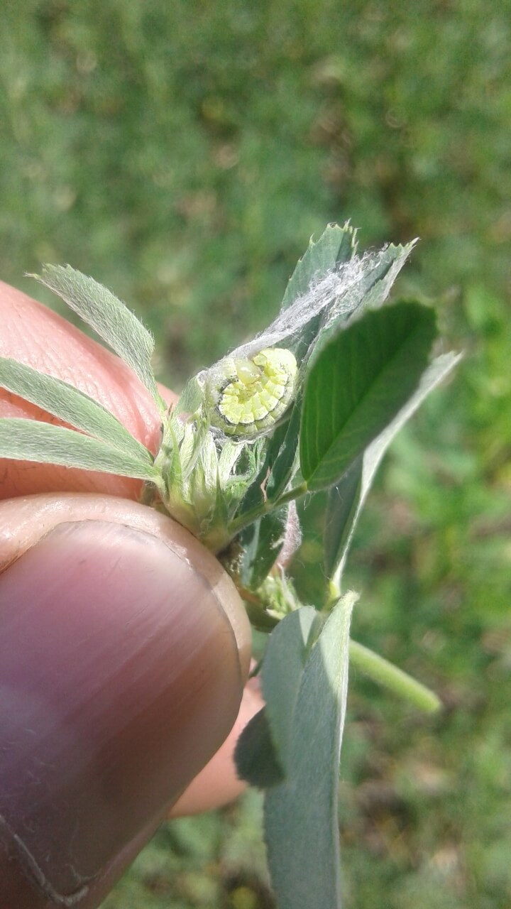 Листогрызущие совки