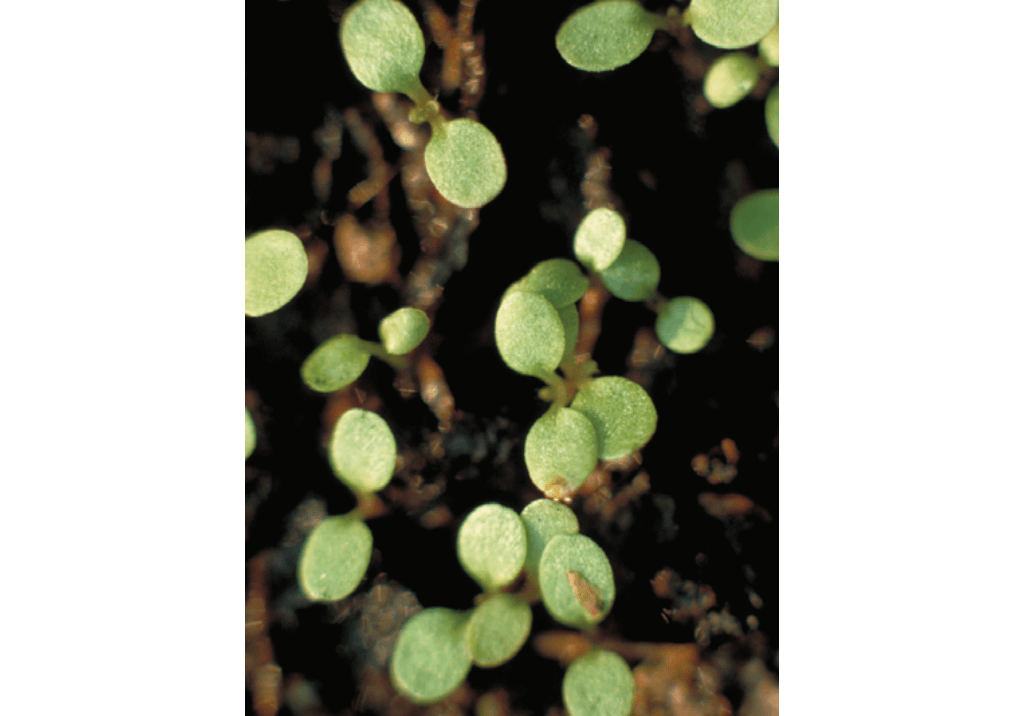 Дескурения Софии