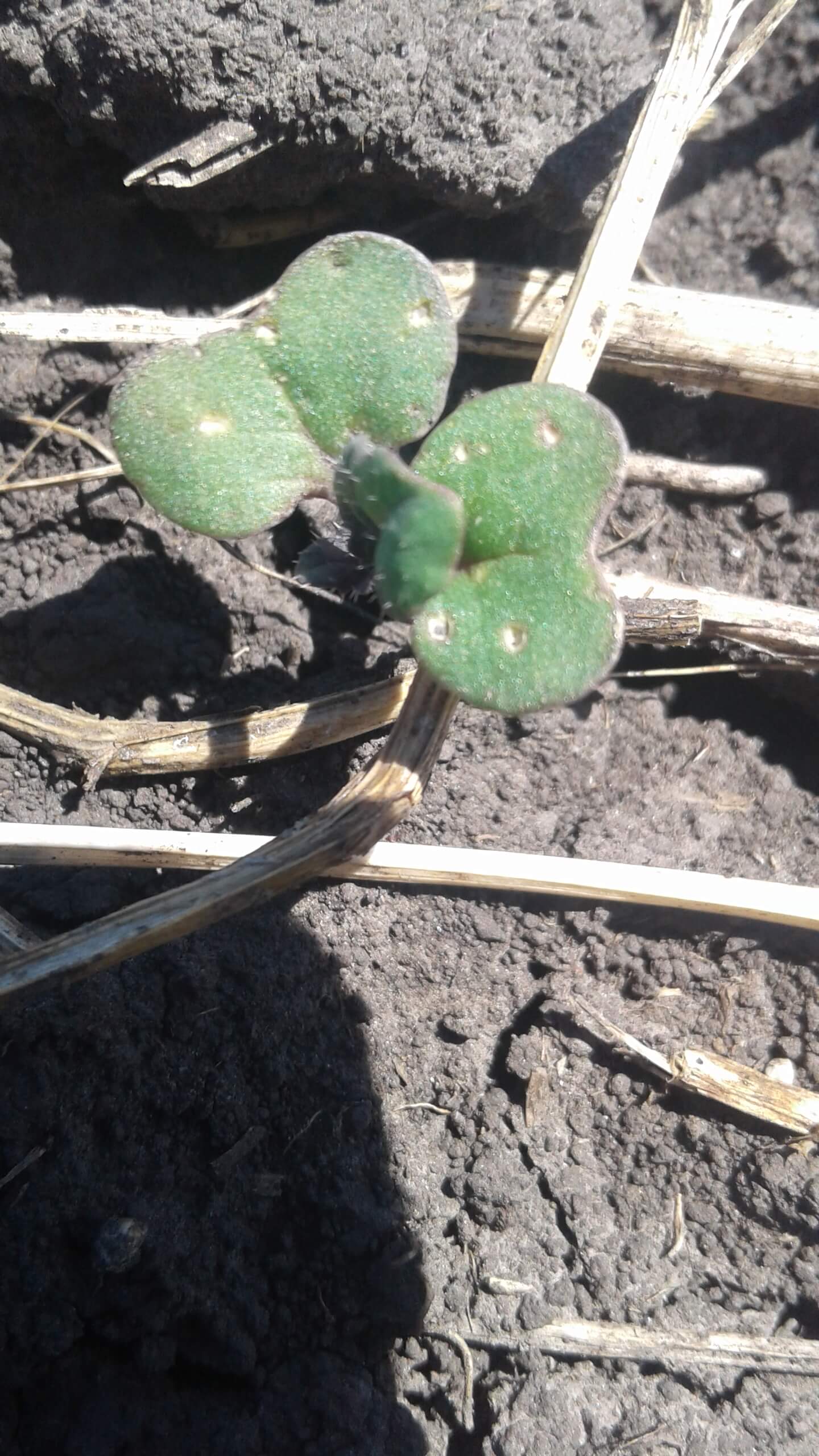 Крестоцветные блошки