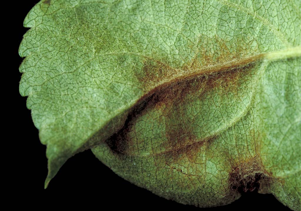 Парша яблони