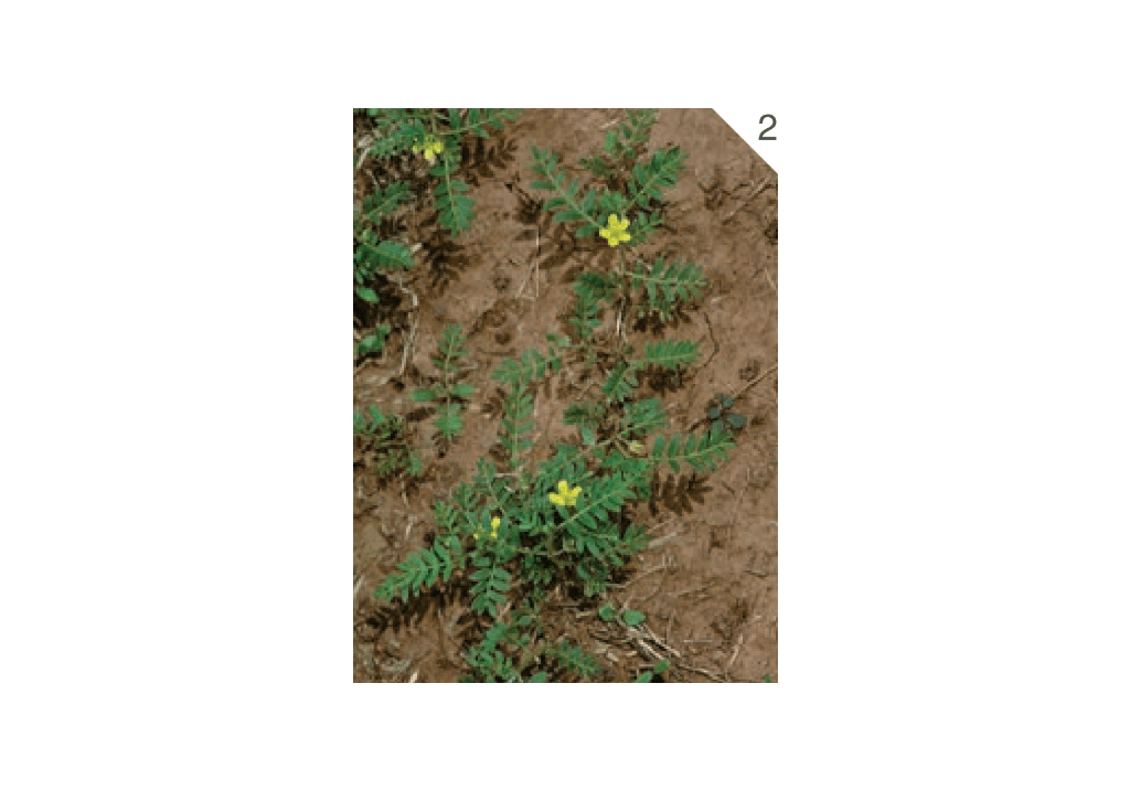 Якорцы стелющиеся