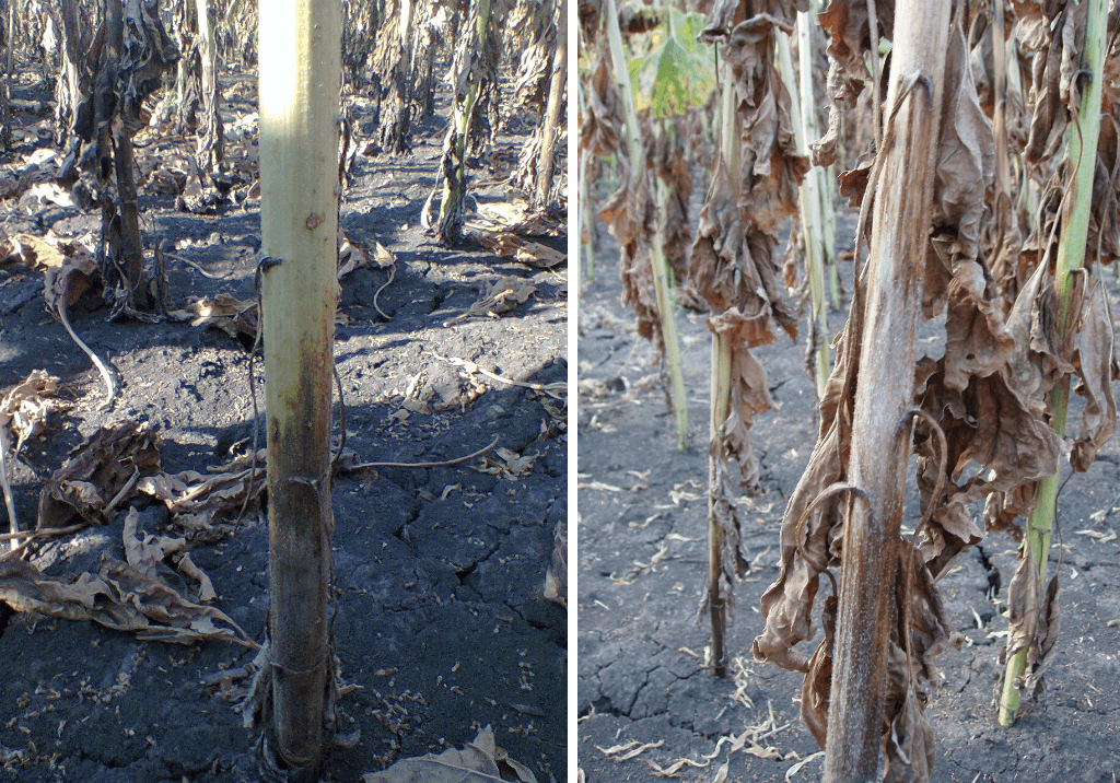 Угольная (пепельная) гниль
