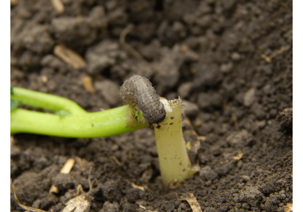 Совка подгрызающая