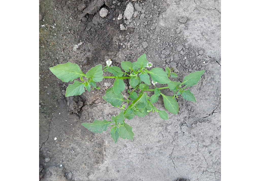 Паслен черный