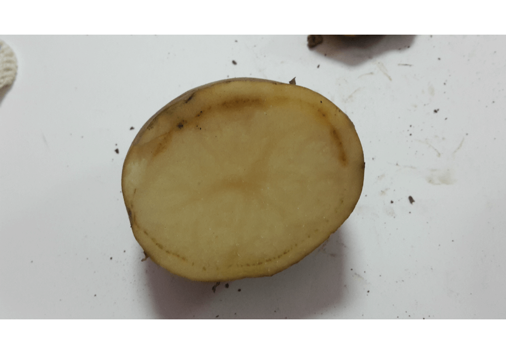 Кольцевая гниль картофеля