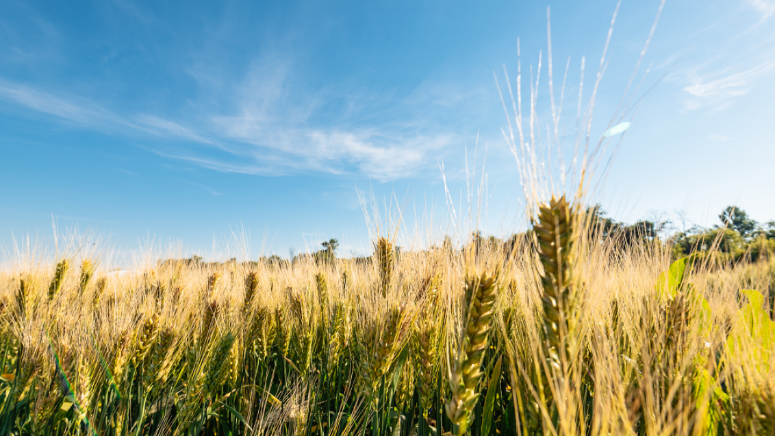 «Сингента» провела вебинар о влиянии коронавируса на сельское хозяйство России