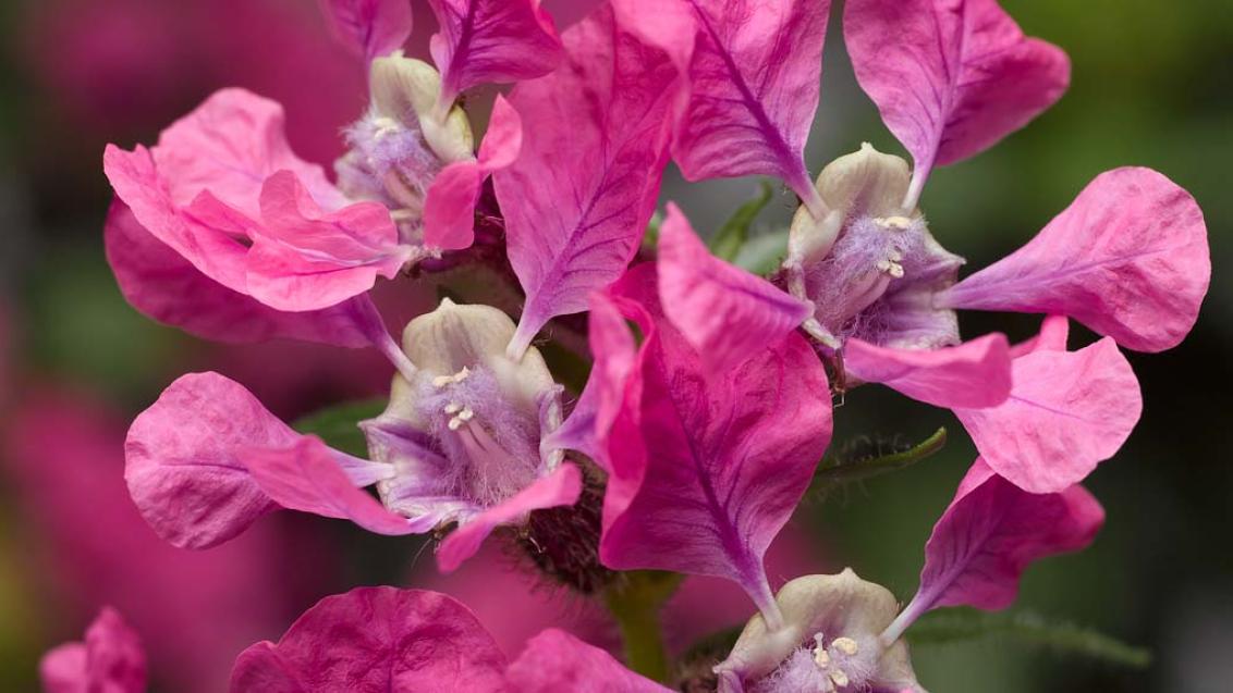 Куфея — необычное растение для обычных цветников