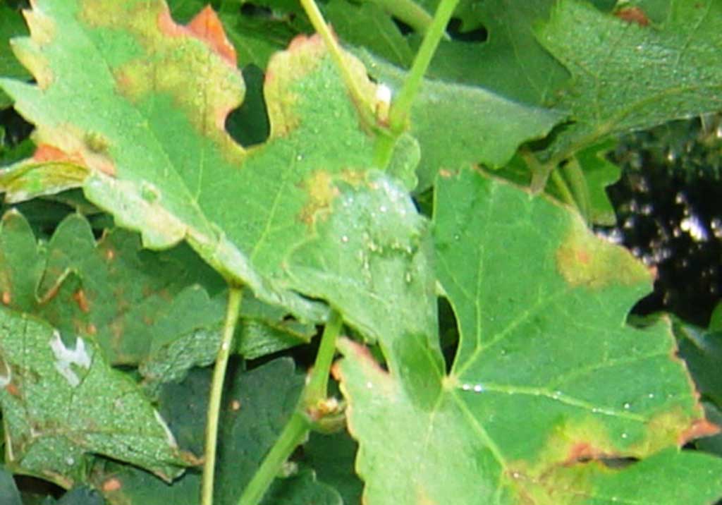 Милдью (ложная мучнистая роса винограда)