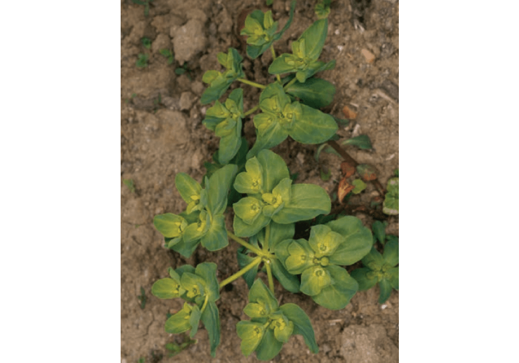 Молочай-солнцегляд