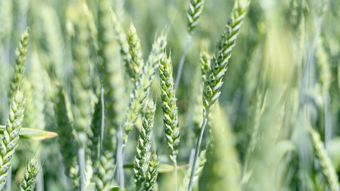 Как посеять озимые максимально эффективно