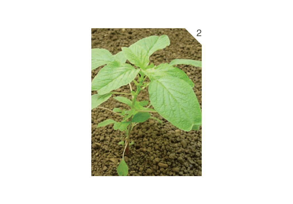 Щирица синеватая