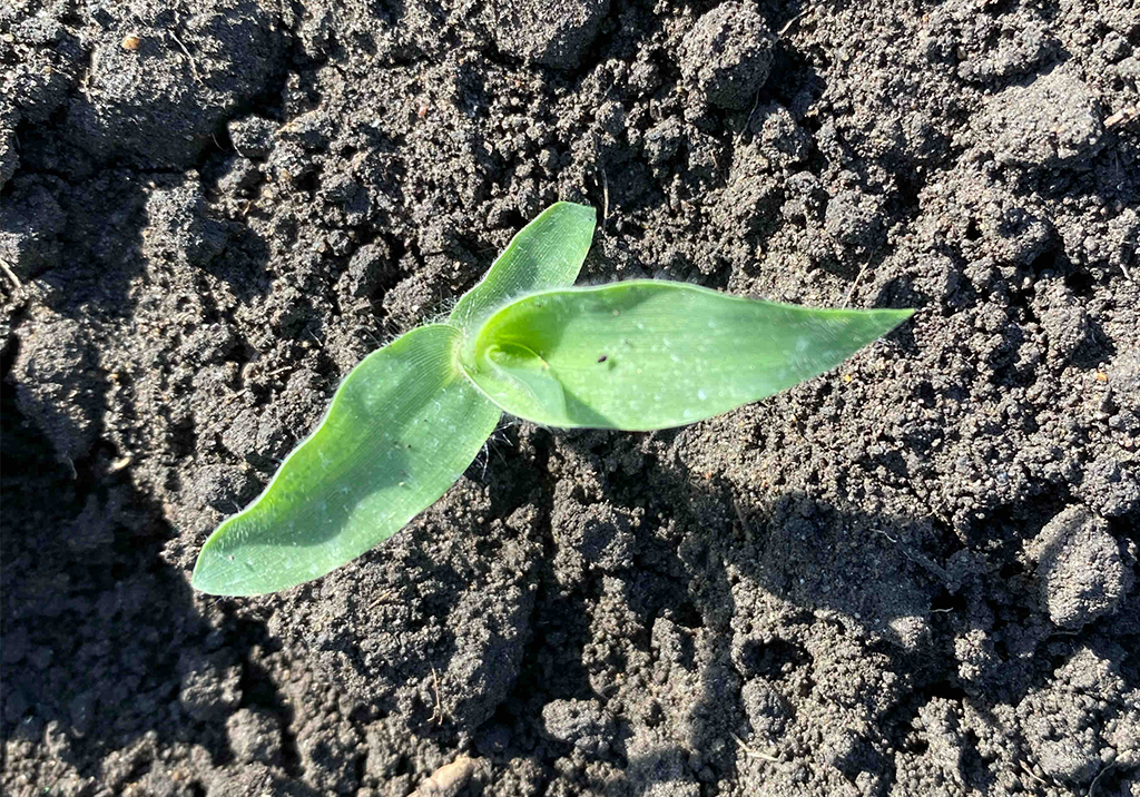 Просо куриное