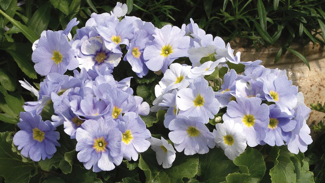 Технология выращивания примулы обконика к 8 марта