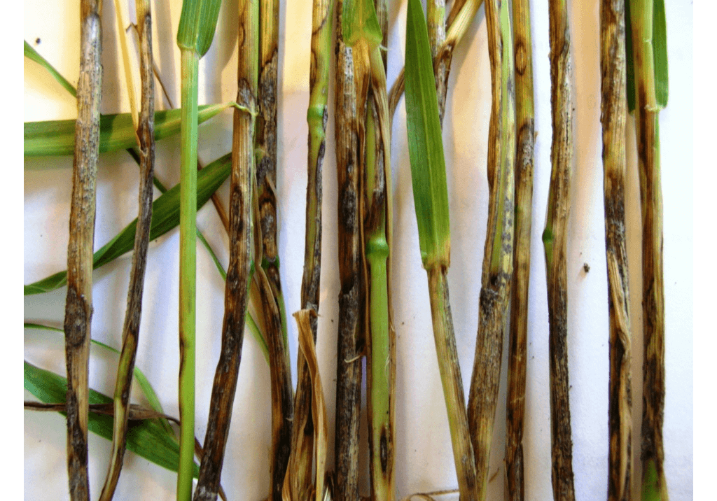 Гибеллиноз зерновых