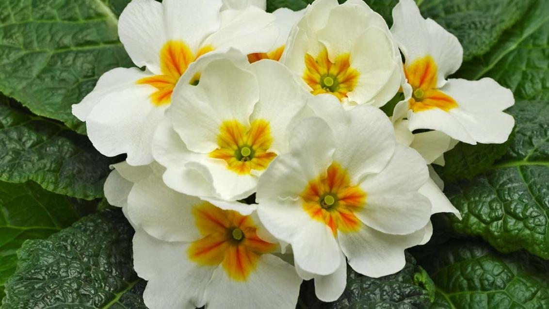 Примула бесстебельная F1 Примера и Орион