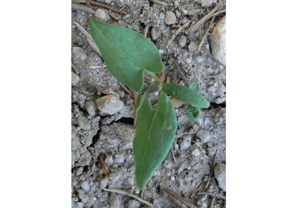 Гречиха татарская