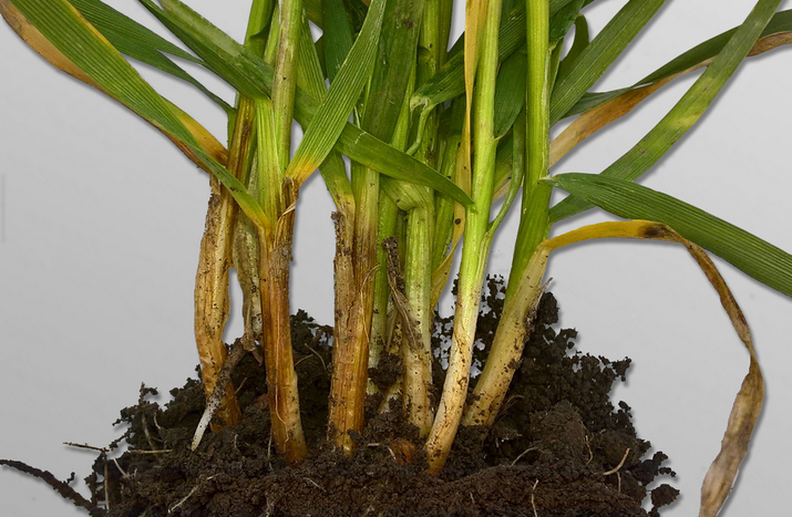 Фузариозная корневая и прикорневая гниль