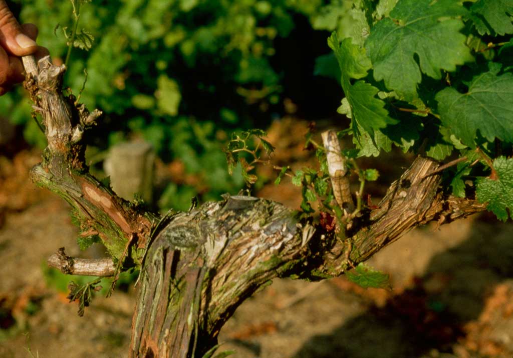 Эутипоз (сухорукавность)