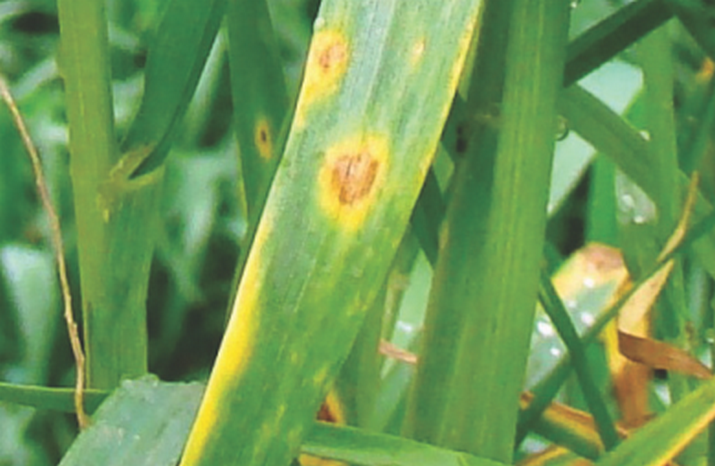 Пиренофороз (жёлтая пятнистость) пшеницы