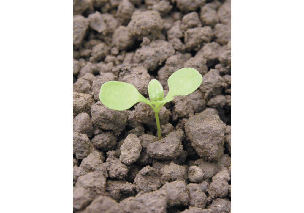 Галинсога мелкоцветковая