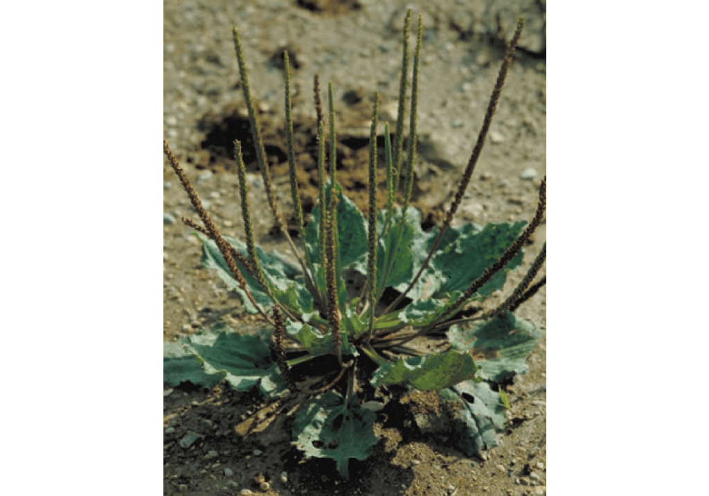 Подорожник большой