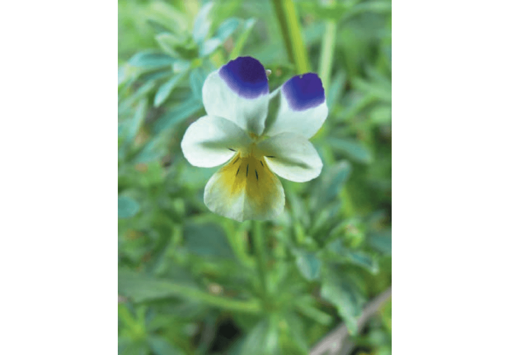 Фиалка трехцветная
