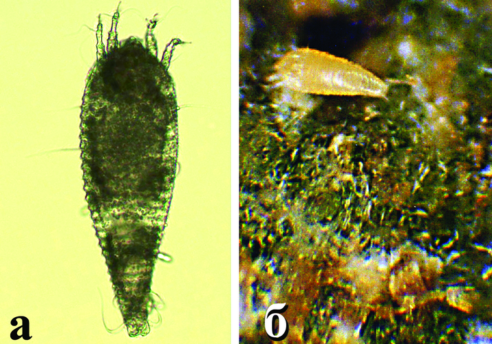 Клещ томатный ржавый