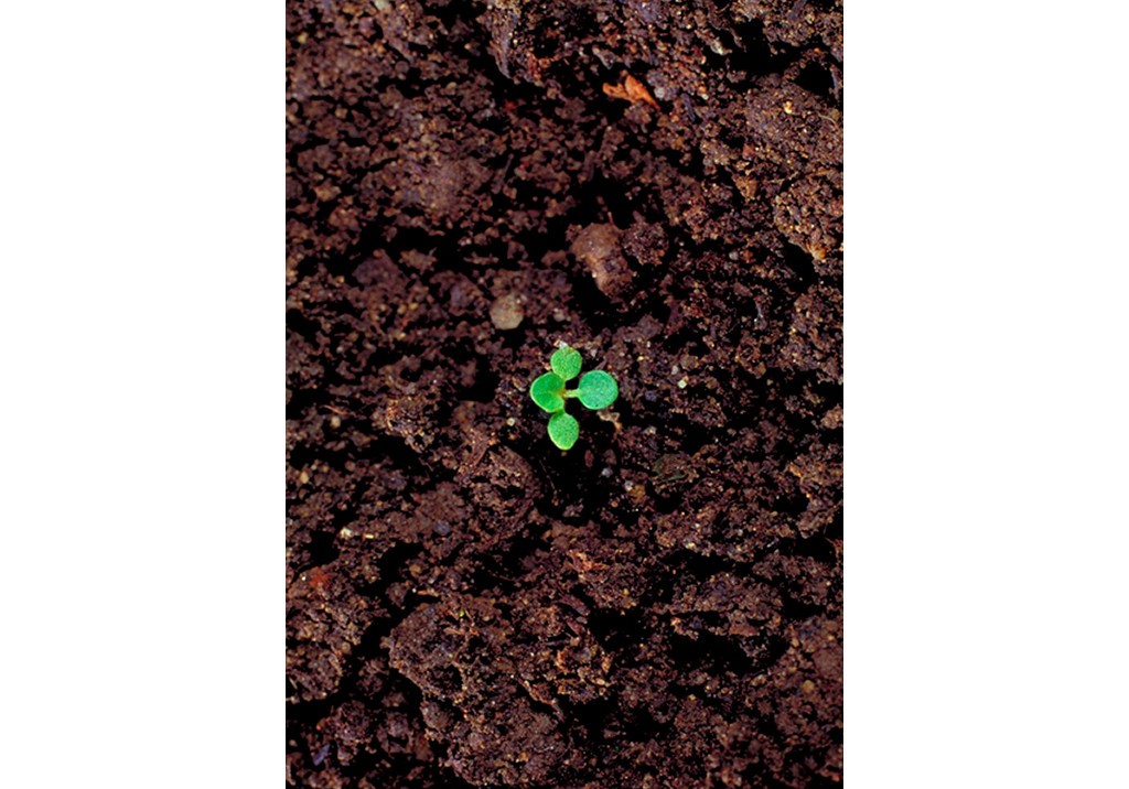 Сурепка обыкновенная