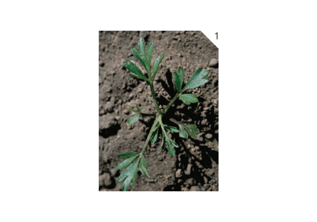 Лютик полевой