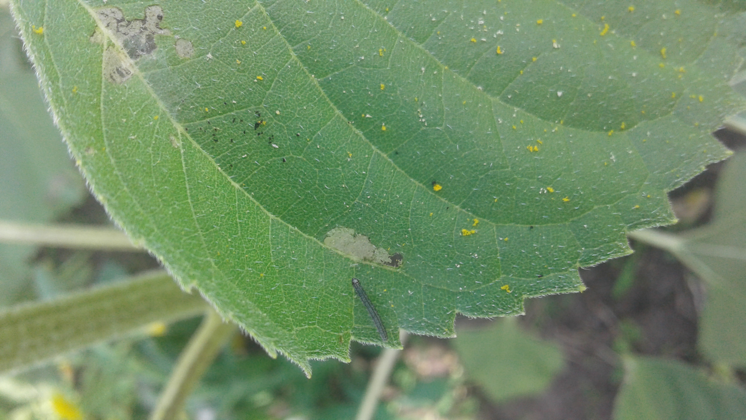 Луговой мотылек