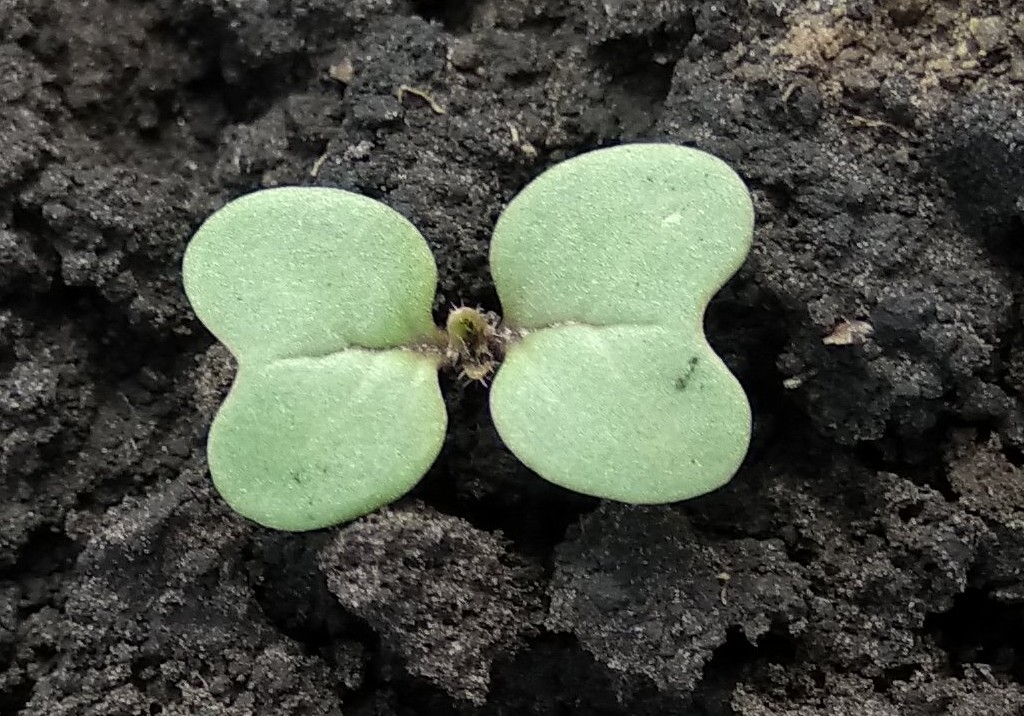 Горчица полевая