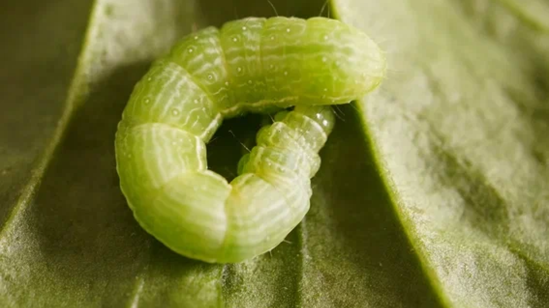 Многоядные вредители сельхозкультур: луговой мотылёк, свекловичный долгоносик и листогрызущие совки