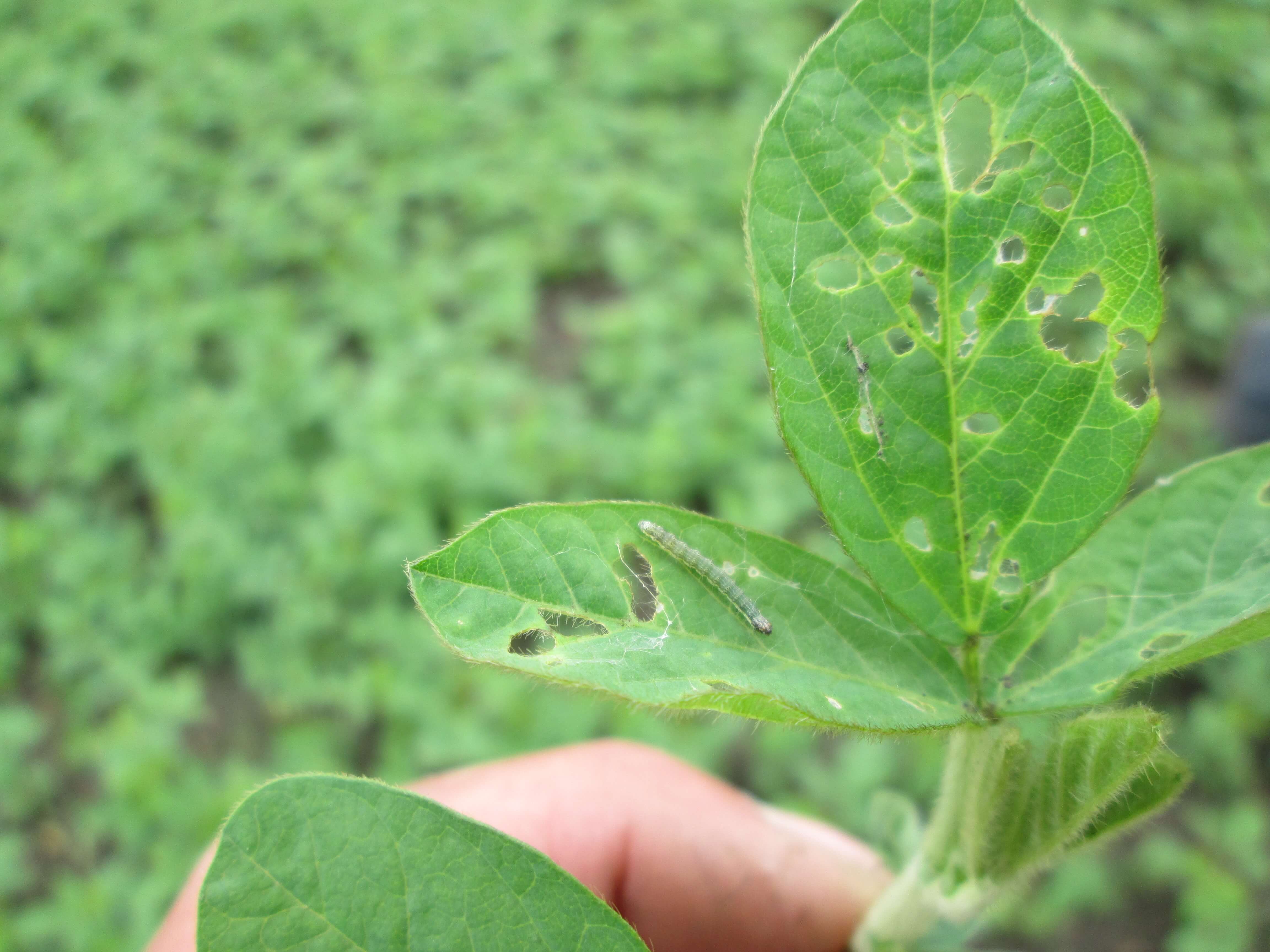 Луговой мотылек