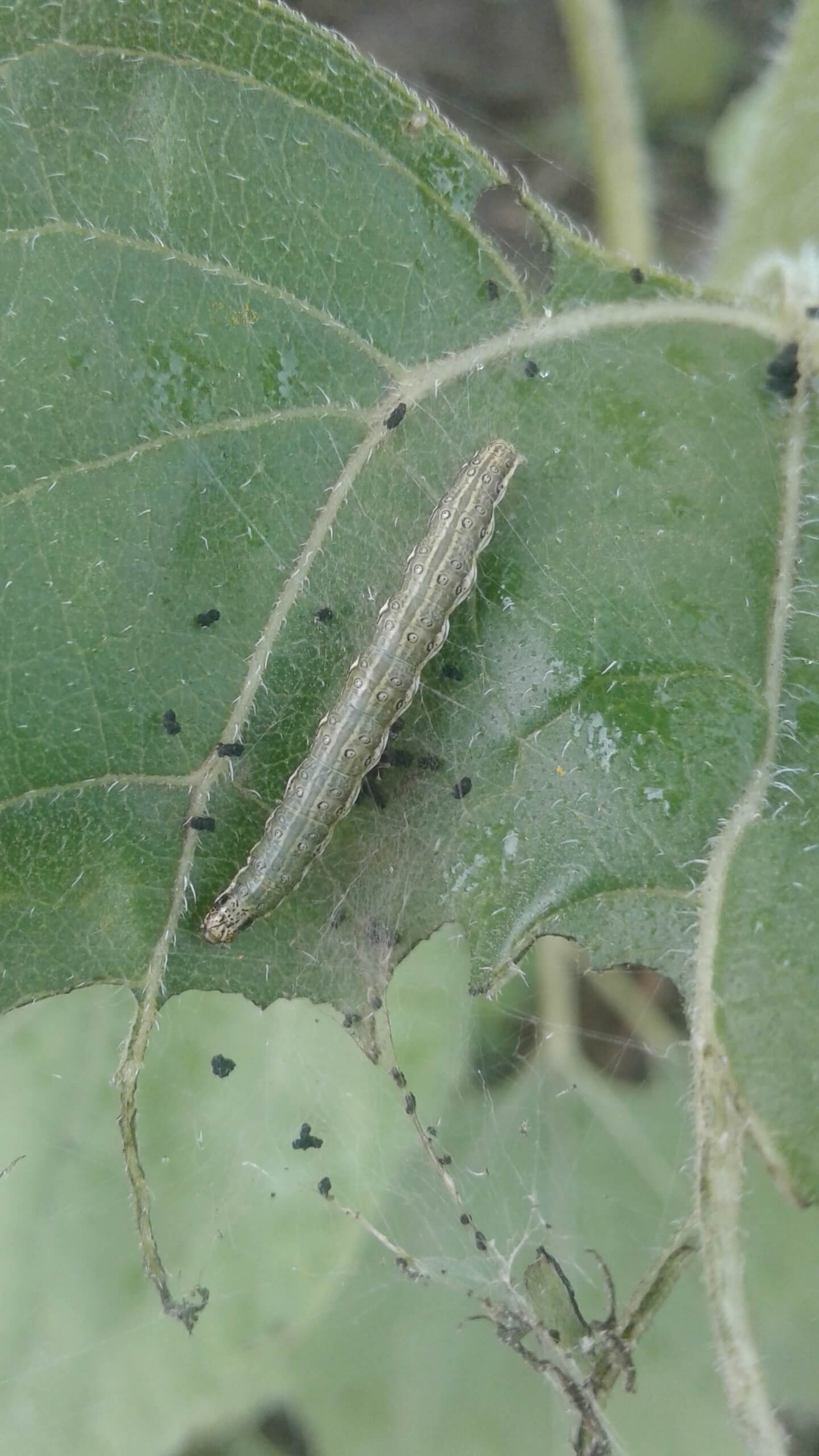 Луговой мотылек