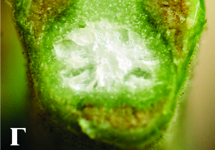 Фузариозное увядание томата