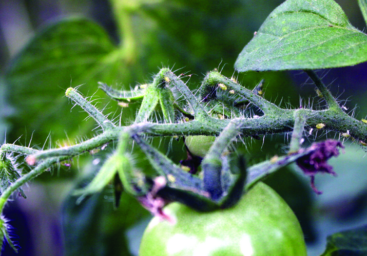 Тля картофельная (обыкновенная и большая)