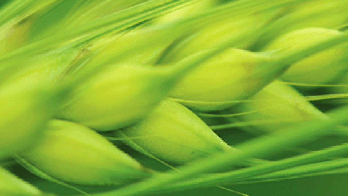 Яровой ячмень. Агроцентр Самара 2024