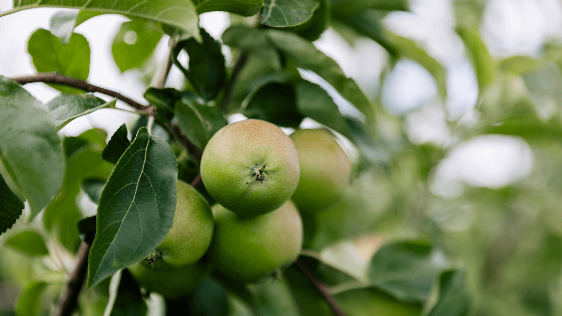 Фунгицид для сада МИРАВИС® представили в России