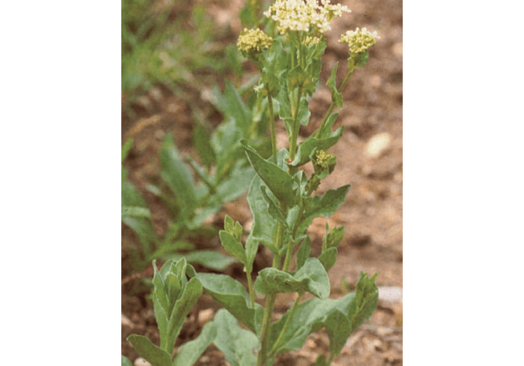 Сердечница крупковидная / Клоповник крупковидный