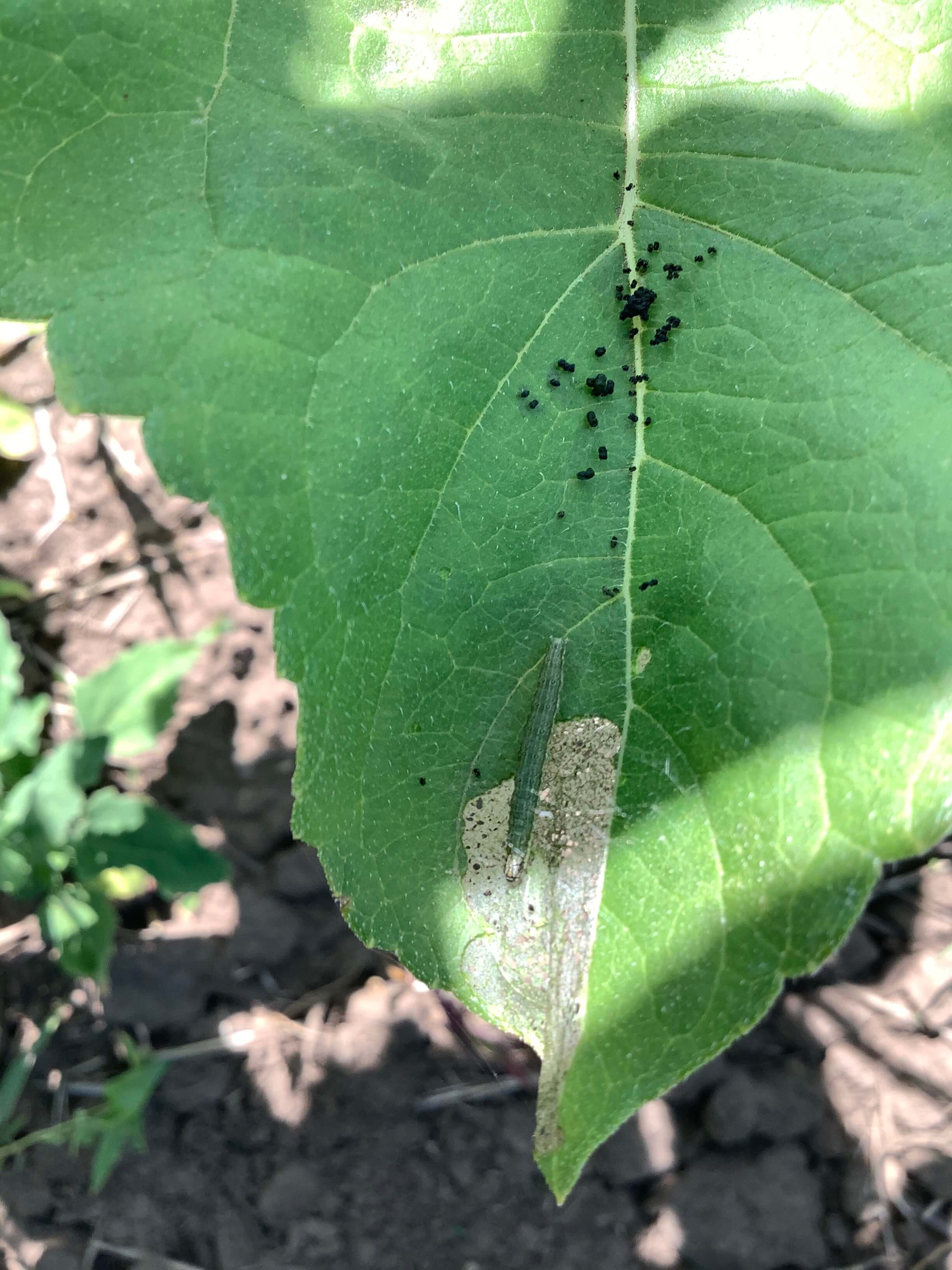 Луговой мотылек