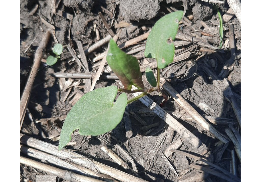 Горец вьюнковый