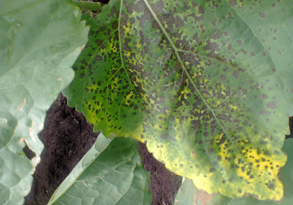 Альтернариоз (темно-бурая пятнистость) подсолнечника